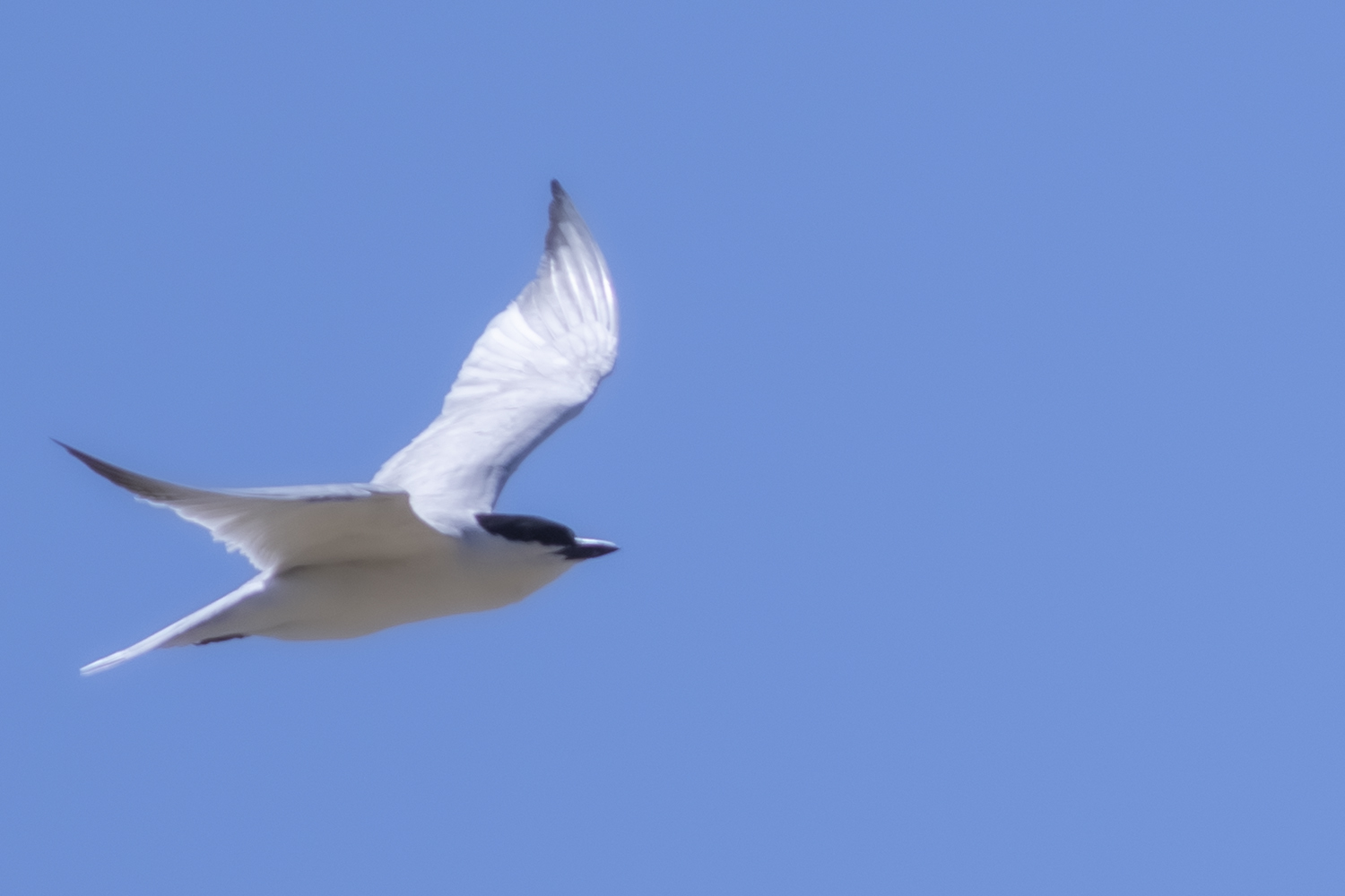Gull-billed Tern